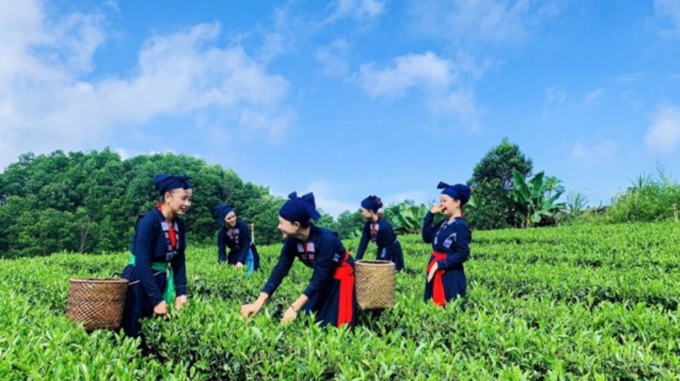 nguoi-tay-hai-chè-thai-nguyen-tan-cuong-nguoi-dan-toc-tay-che-bien-tra