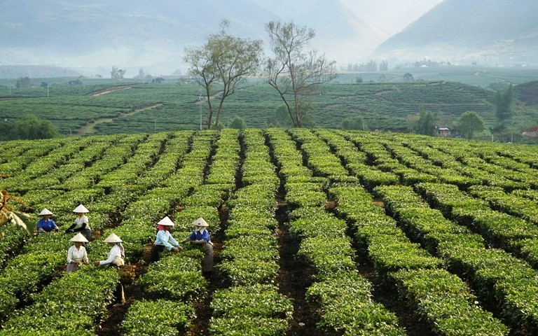 vùng-che-lai-chau